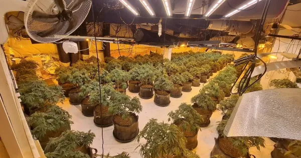 Discovery of £1.3million cannabis haul in former Slough BHS store sees pair jailed